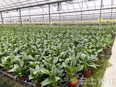 钟祥汇彩园艺：大棚绿植备新春 “绿色年货”运全国