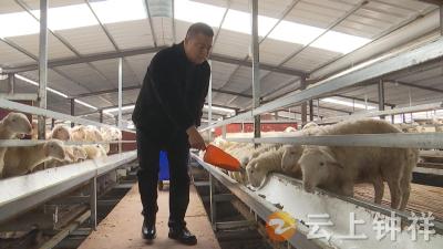 【新春走基层】丰乐镇沈湾村：双“羊”齐鸣 奏响乡村振兴增收曲