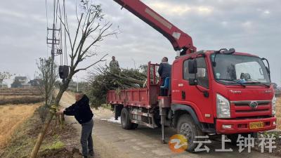 冷水镇松柏村：新春添新绿 合力美家园