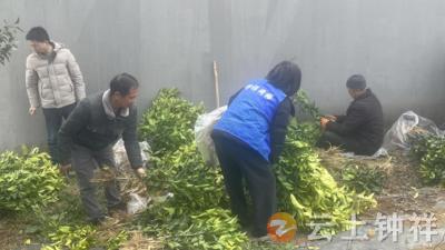 冷水镇松柏村：网格员冲锋在前 助力柑橘种植赋能乡村振兴