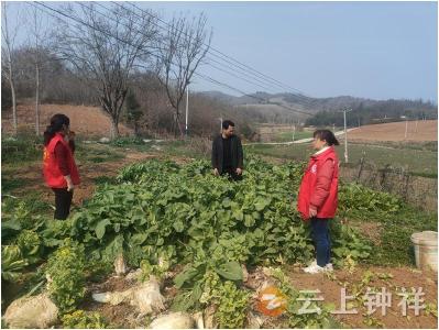 东桥镇三星村开展春季禁种铲毒专项行动 筑牢无毒防护网