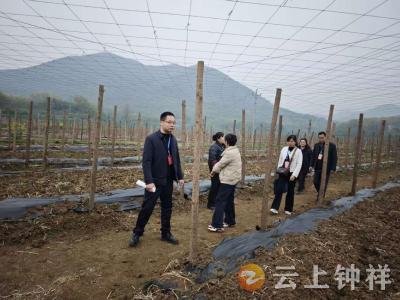 客店镇人大“走田野”行动：脚步“丈量”民生，实干“浇灌”发展