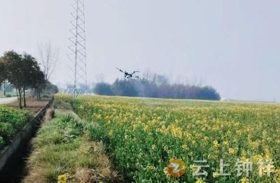 文集镇：抓实油菜“一促四防” 农技护航丰产增收