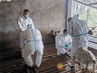 柴湖镇防检组开展养殖场布病净化采样工作 筑牢畜牧安全与公共卫生防线