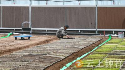 钟祥市喜来丰农业服务专业合作社：科技赋能“慧”育秧 流水线里“长”出新质生产力