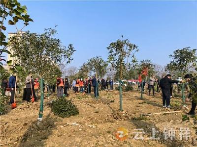 钟祥：栽下一片新绿 共享美丽家园