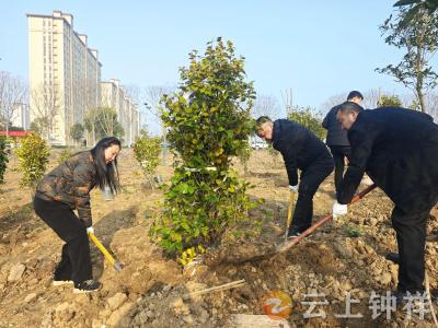 挥锹播绿迎春风 植树添彩践初心——钟祥市人社局开展义务植树活动