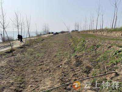 拔树障 保行洪——胡集镇开展汉江违规种树专项整治