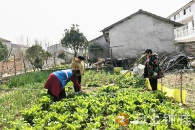 柴湖镇前营村：“拉网式”踏查筑牢禁毒防线