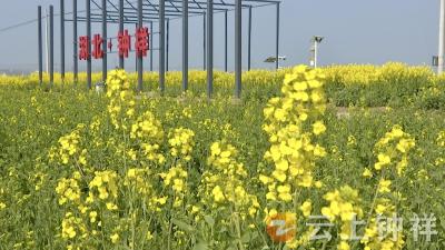洋梓：抢抓晴好天气 无人机“一促四防”保丰收