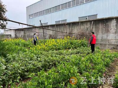 东桥镇东桥社区：禁种铲毒不松懈 网格守护筑防线