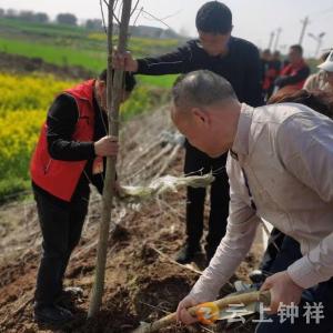 洋梓人大：植此青绿好春光 民生道路共守护