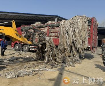 钟祥市扎实推进废旧地膜回收 助力农业绿色发展