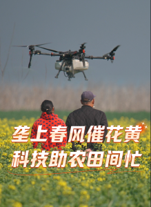 垄上春风催花黄，科技助农田间忙。#花漾钟祥#油菜花#无人机植保