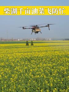 柴湖千亩油菜“飞防”忙#湖北钟祥#柴湖镇#油菜花