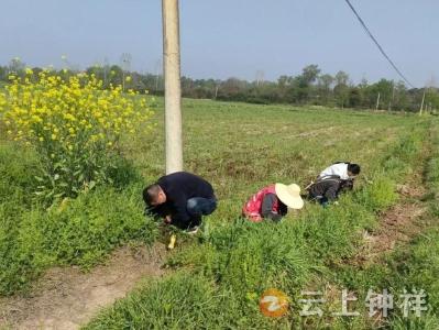 钟祥市全面启动春季血吸虫病查螺防控工作