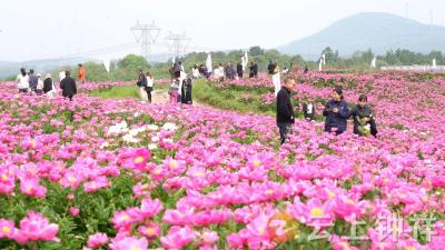 双河镇林坪村：百亩芍药花正艳 乡村舞台展风采