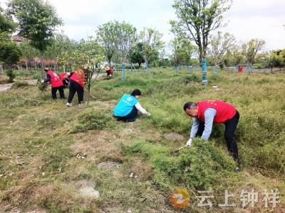 张集镇张集社区：清理广场杂草 美化人居环境
