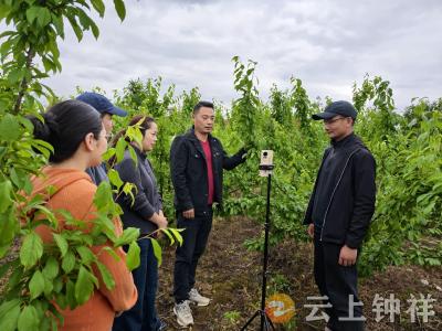 花谢果青时 提前谋销路——湖北钟祥19名村干部李子树下“直播”忙
