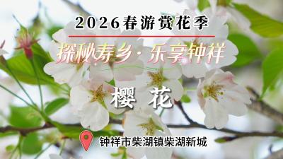 【探秘寿乡·乐享钟祥】2026春游赏花季（六）钟祥柴湖·樱花
