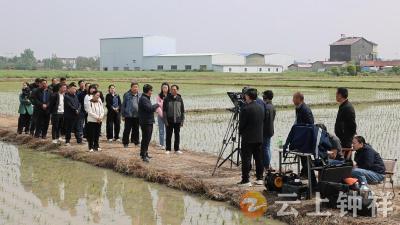 湖北省农民合作社水稻单产提升技术示范推广活动在钟祥举办