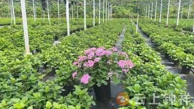 柴湖镇：绣球花产销两旺 特色产业助振兴