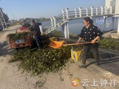 洋梓镇：清滶河乱象 护碧水长清