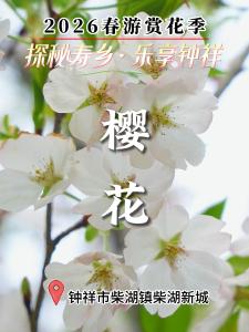 【探秘寿乡·乐享钟祥】2026春游赏花季#湖北钟祥#柴湖新城#樱花