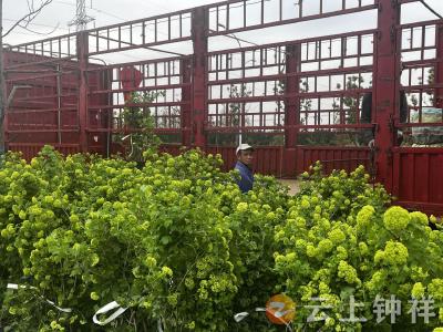 静待花开！柴湖镇绣球花订单热销