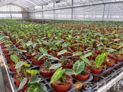 柴湖镇新增中高档园艺项目 现代化绿植产业蓄势发力