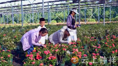 “棒棒糖”月季俏销全国 繁花经济绽放振兴路