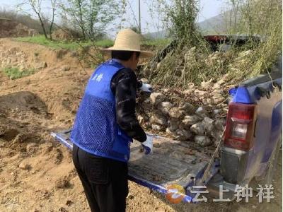 冷水镇乔坡村：枯木除尽添新绿 干群同心护家园