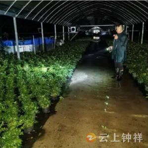 柴湖镇：风雨之中显担当 护花稳产助复苏