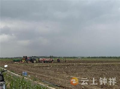 田间薯熟丰收至！柴湖镇红卫村土地流转赋能农业增效