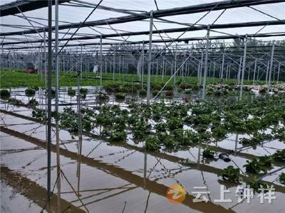 快速接电排涝 百亩花卉“脱险”