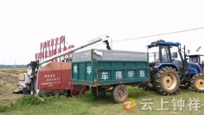 钟祥市：抢晴收粮 颗粒归仓