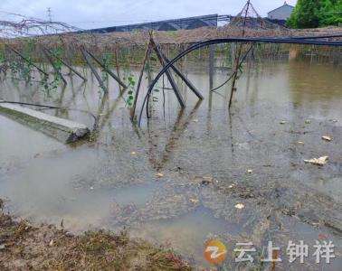 柴湖镇鱼池村：紧急排涝解民忧 守护农田保丰收