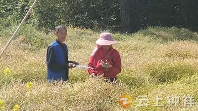 冷水镇百井村：积分制赋能秸秆禁烧 筑牢生态防护屏障