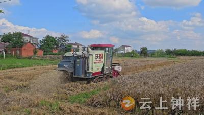 长寿镇全力抢抓小麦抢收 保障夏粮归仓