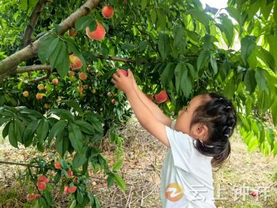 伍庙中心幼儿园：桃园采摘趣多多 劳动实践促成长