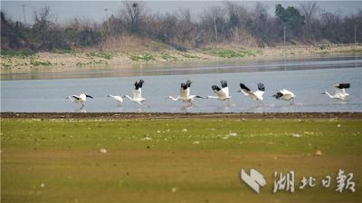 国家一级保护动物白鹤在网湖湿地展翅起舞