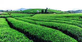  春意盎然 | 阳新县金竹茶场美丽风景