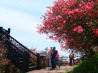 龟峰山杜鹃花海盛况大赏