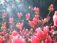 龟峰山杜鹃花海盛况大赏