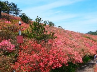 龟峰山杜鹃花海盛况大赏