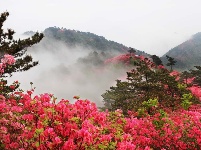 龟峰山杜鹃花海盛况大赏