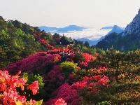 龟峰山杜鹃花海盛况大赏