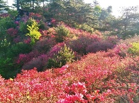 龟峰山杜鹃花海盛况大赏