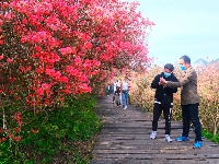 龟峰山杜鹃花海盛况大赏