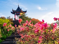 龟峰山杜鹃花海盛况大赏